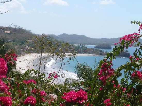 Tropical Flora surrounding Playa Flamingo Costa Rica